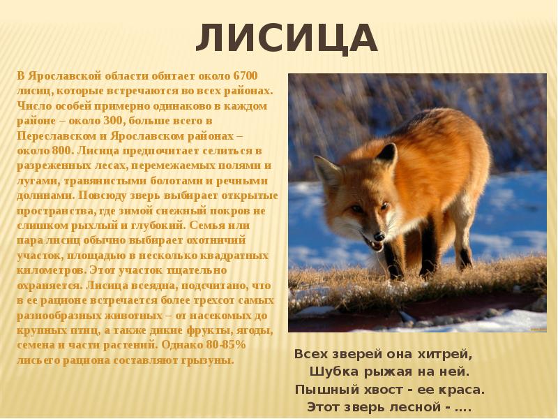 Животные ярославской области фото и описание