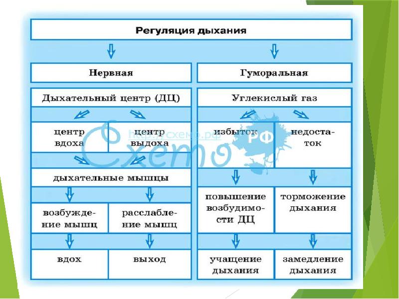 Составить схему регуляции дыхания