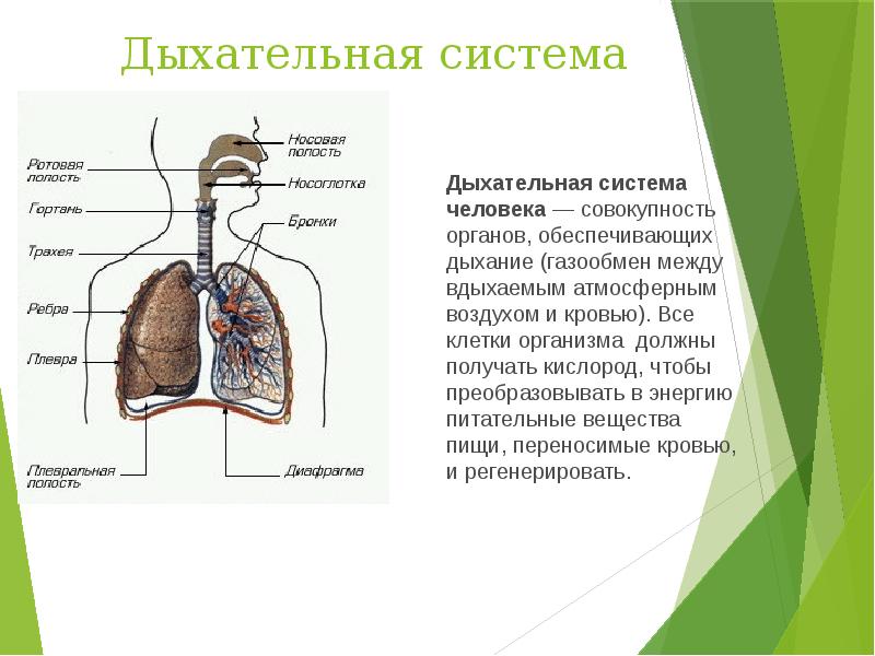 Презентация по биологии 8 класс дыхательная система человека