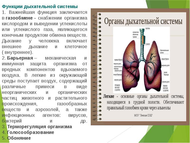 Функции дыхательной системы презентация