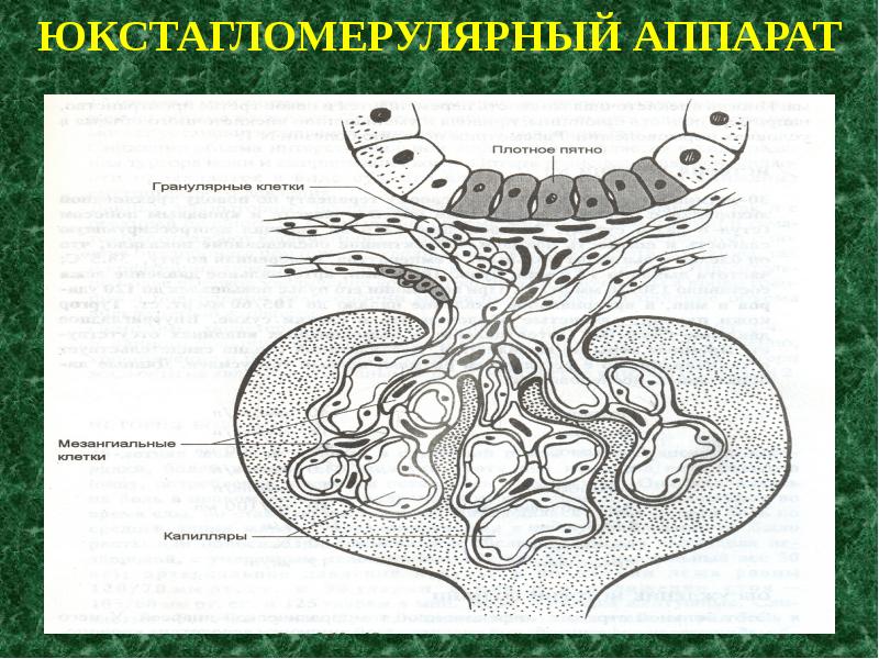 Юкстагломерулярный аппарат схема