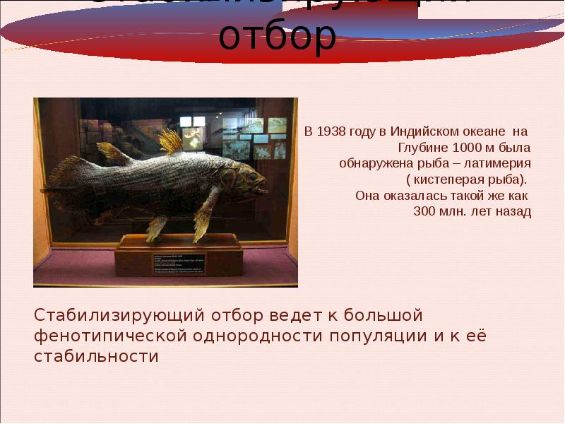 Ведущий естественного отбора