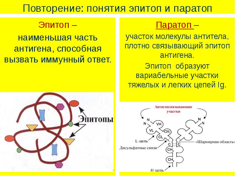 Схема гуморального иммунного ответа иммунология