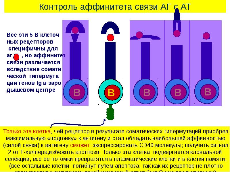 Схема гуморального иммунного ответа иммунология