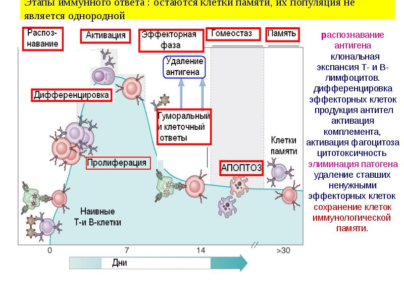 Схема гуморального иммунного ответа иммунология