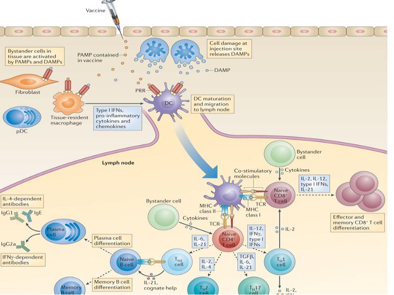 Первичный иммунный ответ схема
