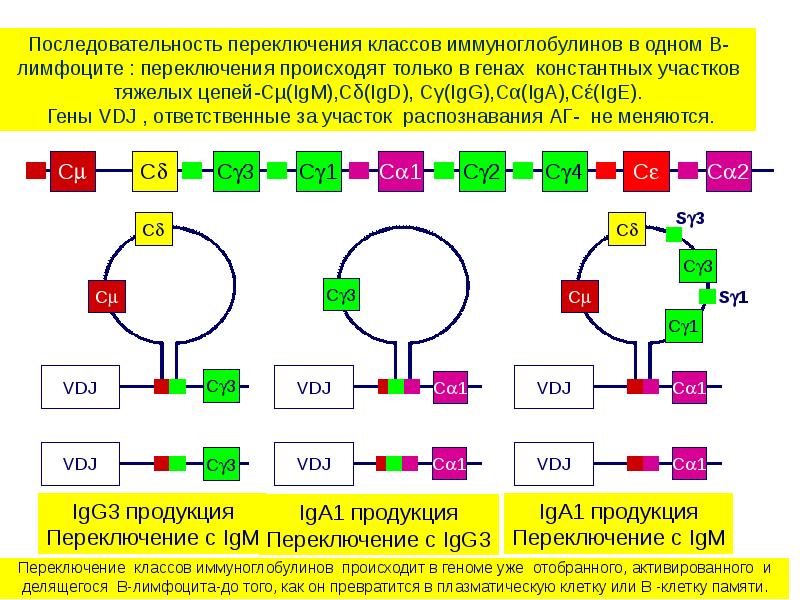 Иммунный ответ презентация