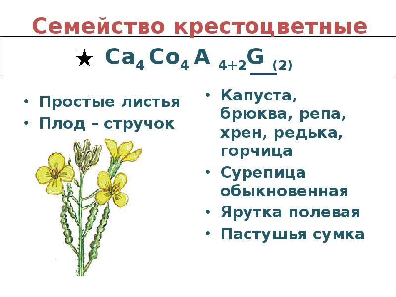 Типы цветков крестоцветных. Формула цветка крестоцветных растений.