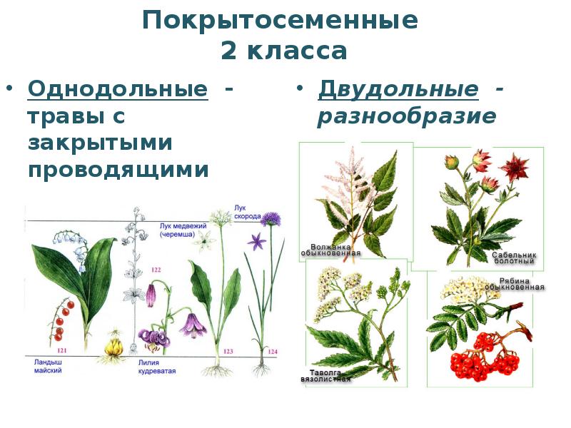 К покрытосеменным также относятся. Покрытосеменные растения цветковые названия. Покрытосеменные и цветковые растения представители. Покрытосеменные растения таблица название растения. Однодольные цветковые растения.