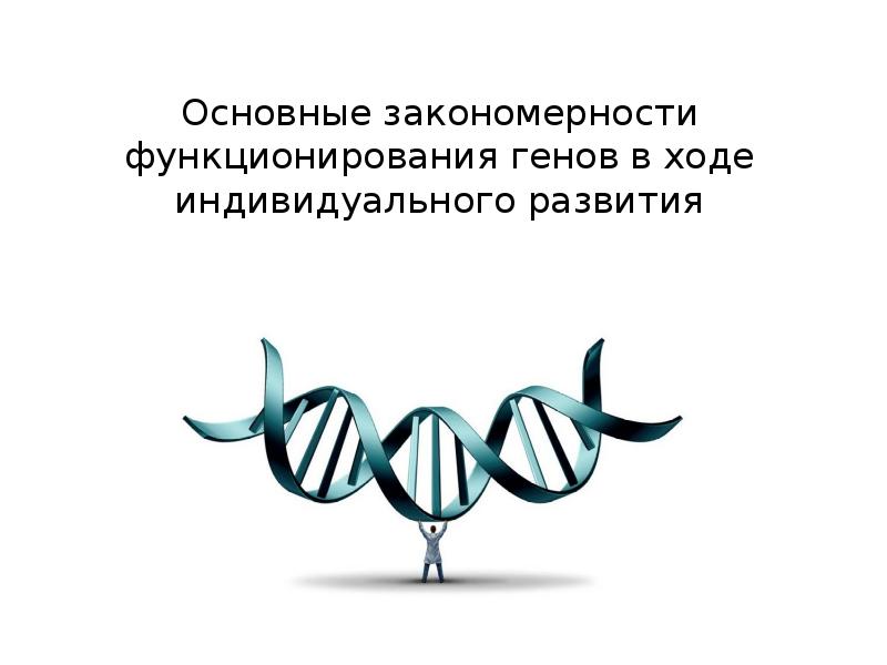 Основные закономерности функционирования генов в ходе индивидуального развития 10 класс презентация