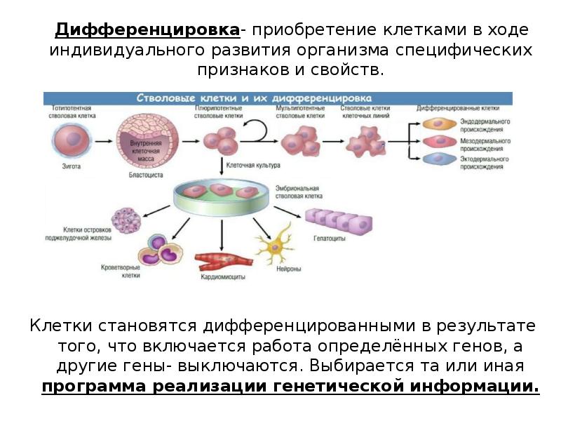 Эволюция клеточных организмов