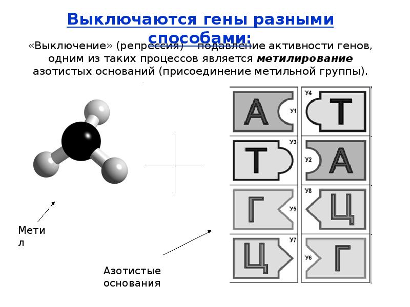 Один ген соответствует