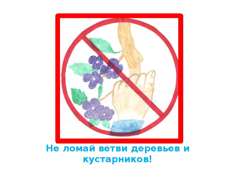 Не ломайте ветки деревьев и кустарников