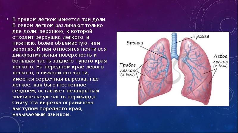 Правое и левое легкое. Доли в правом легком. В правом легком различают:. В правом легком имеется:. Доли в правом и в левом легком.