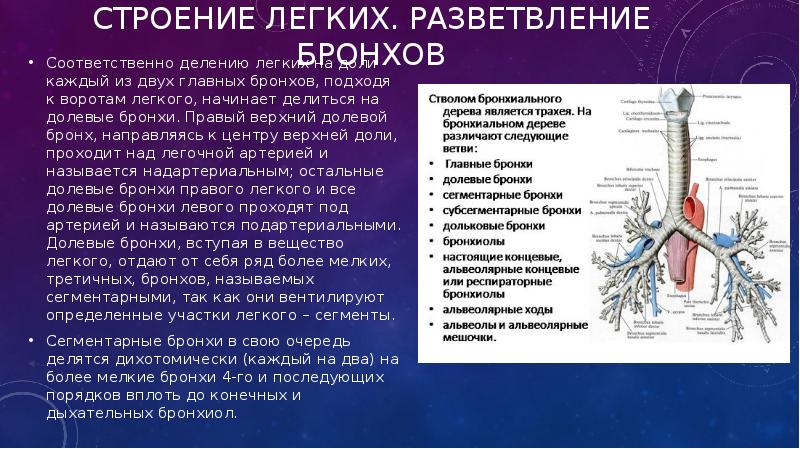 Левый бронх делится. Разветвление бронхов. Долевые бронхи. Бронхи строение. Строение бронхов и легких.