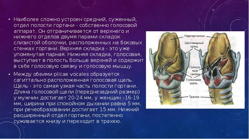 Стенка гортани имеет оболочки