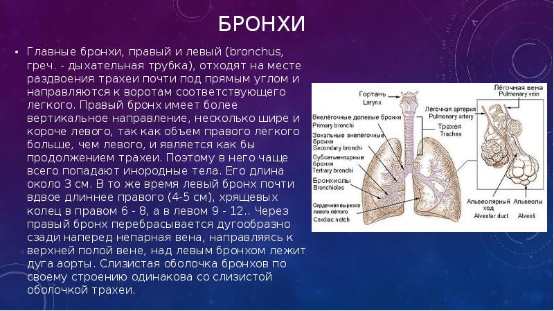 Первое легкое имеет