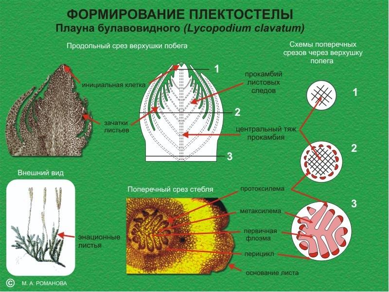 Листья плауна. Поперечный разрез через стебель плауна булавовидного. Продольный срез спороносного колоска плауна булавовидного. Поперечный срез стебля плауна булавовидного. Поперечный разрез через стебель плауна.