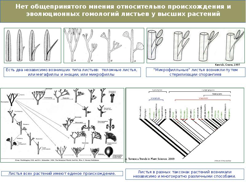 Путь листа. Эволюционное происхождение листа. Линия происхождения Лис. Энации и теломное происхождение. МИКРОФИЛЛЫ мегафиллы.