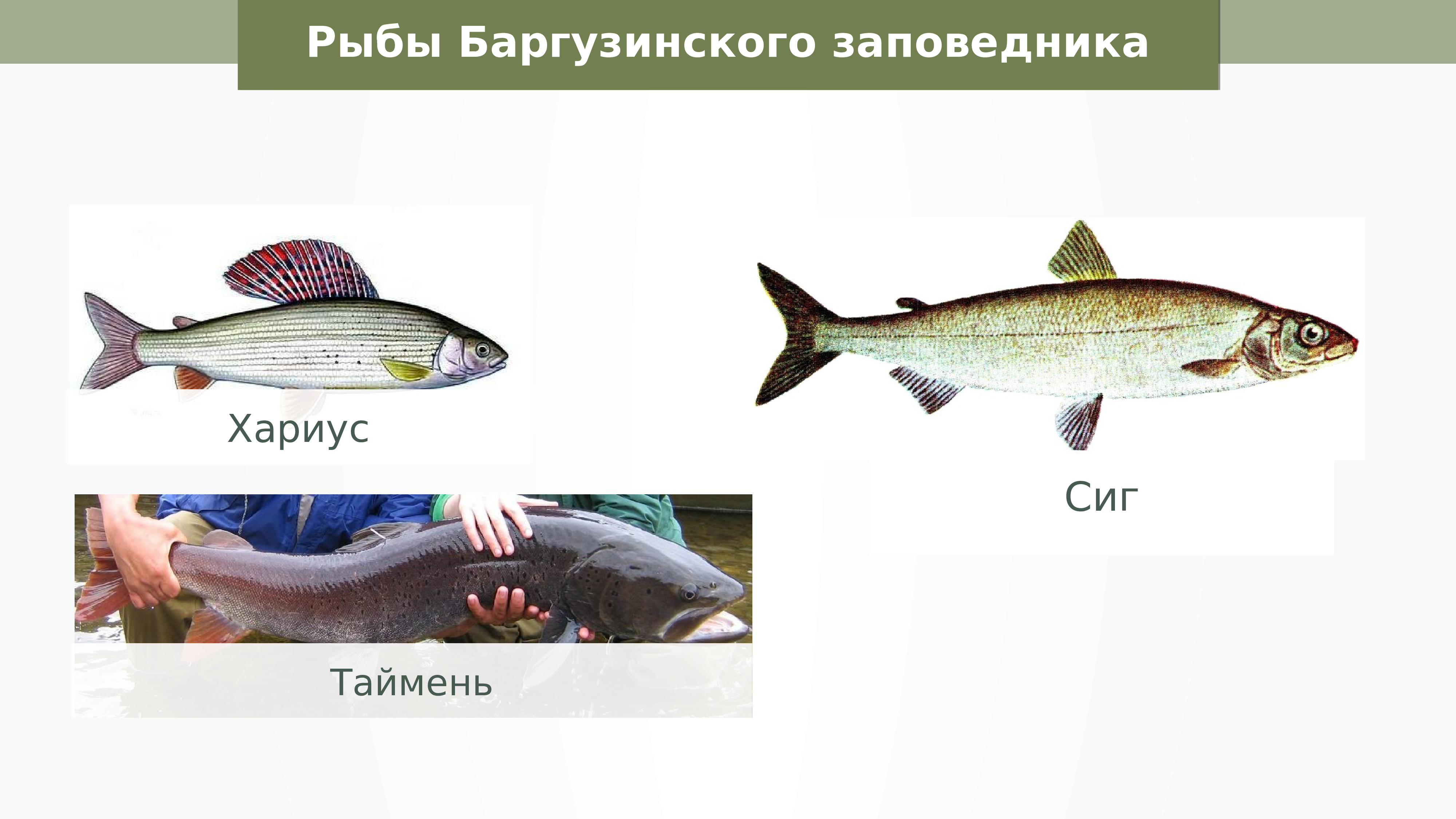 Рыбы баргузинского заповедника сиг