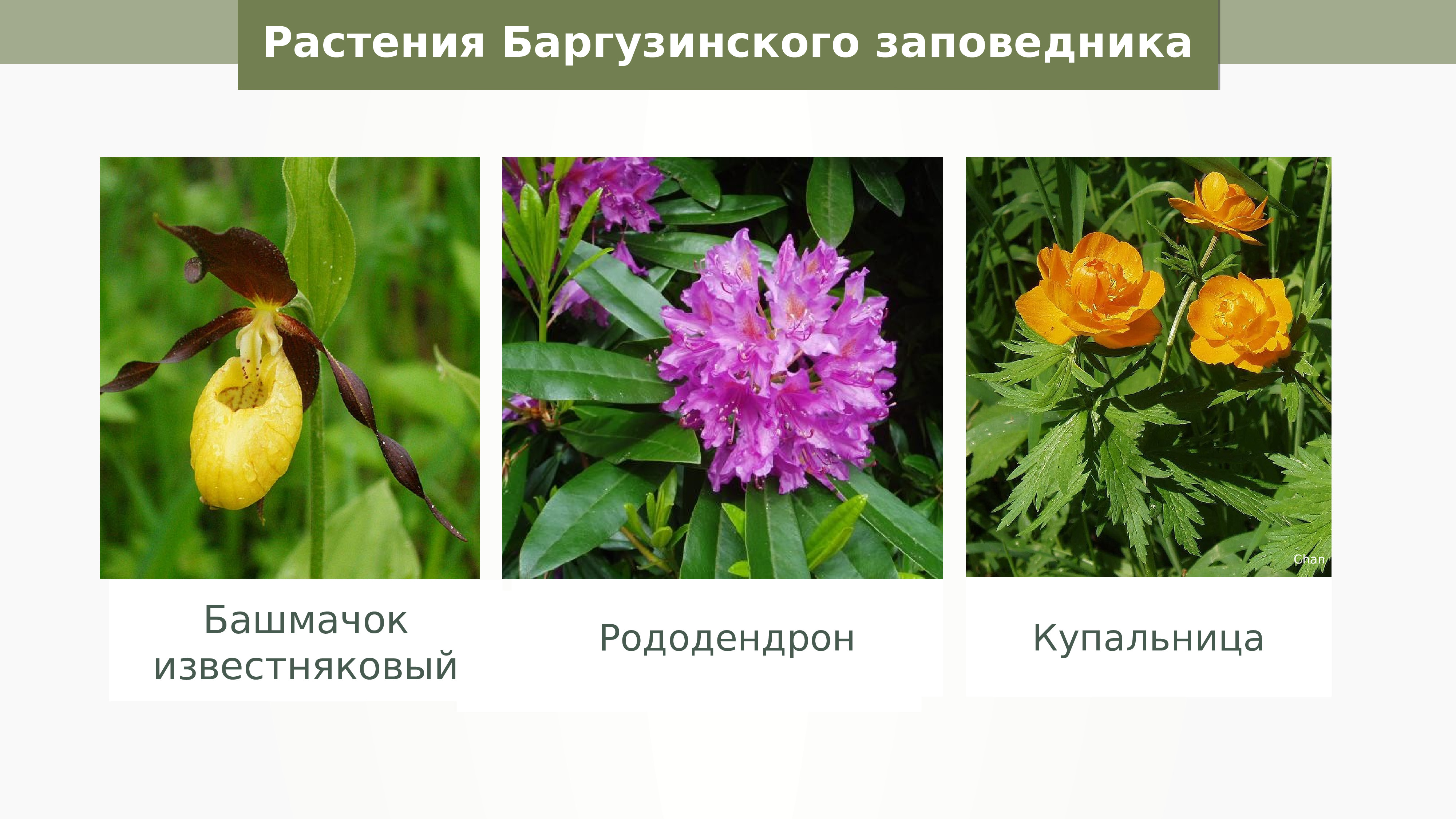 Цветы баргузинского заповедника