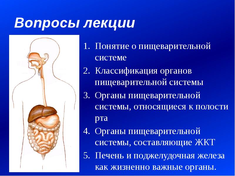 Гайворонский анатомия пищеварительной