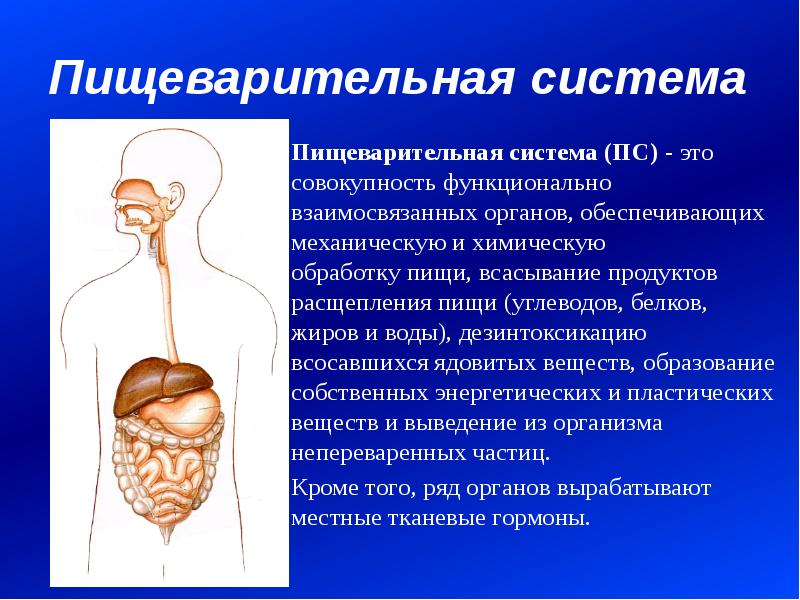 3 класс пищеварение презентация