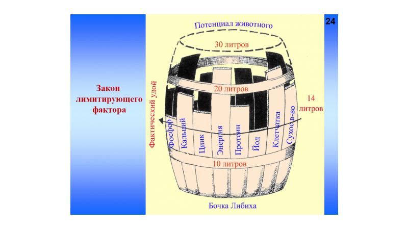 Бочка либиха картинки