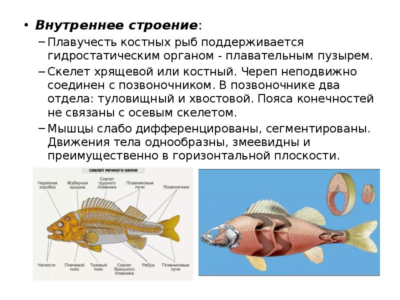 Какой плавательный пузырь у костных рыб