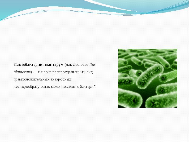 Неспорообразующие бактерии. Лактобактерии виды. Лактобактерии форма. Лактобациллус плантарум.