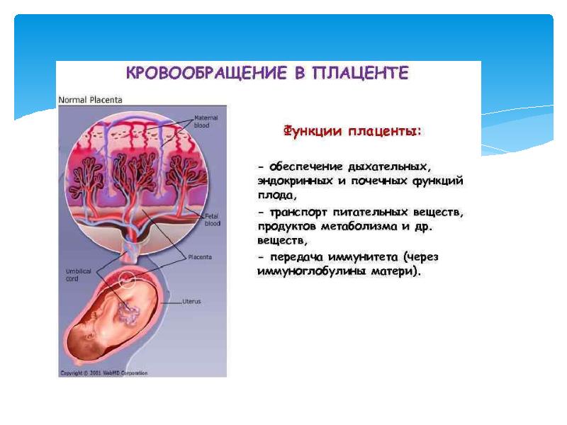 Аномалии развития плаценты презентация