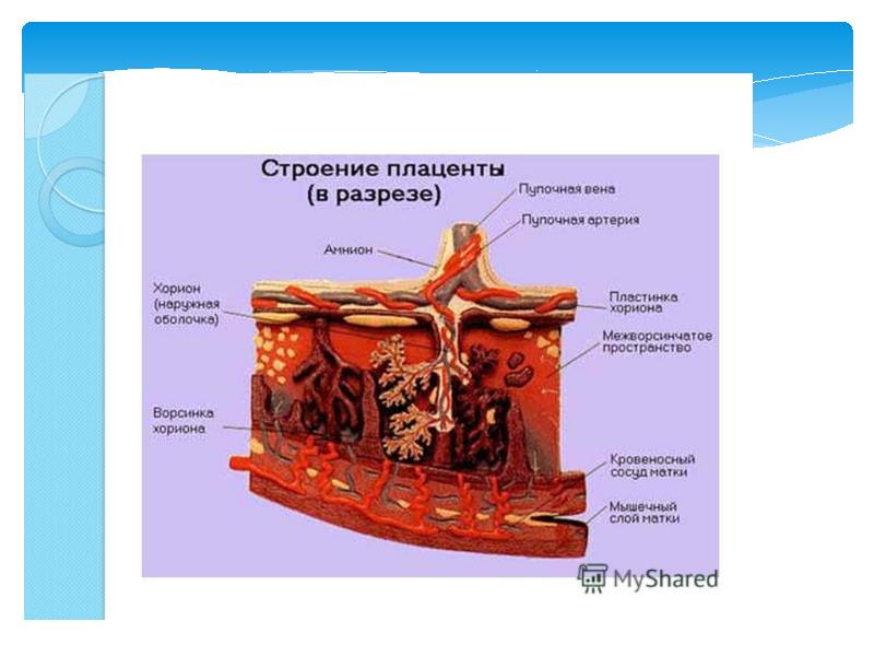 Плацента человека презентация