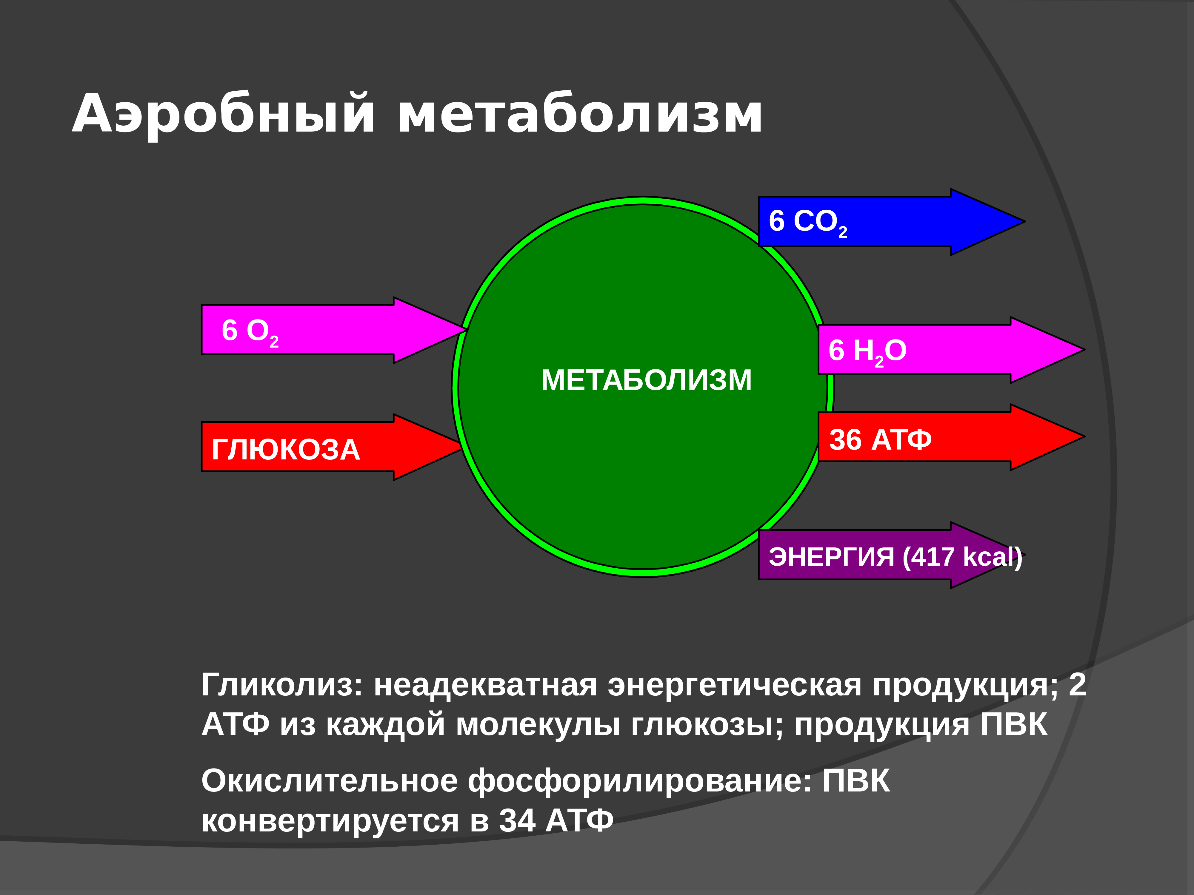 Типы обмена веществ анаэробный. Аэробный и анаэробный метаболизм. Аэробный и анаэробный энергетический обмен. Аэробный обмен веществ. Анаэробный Тип обмена веществ.