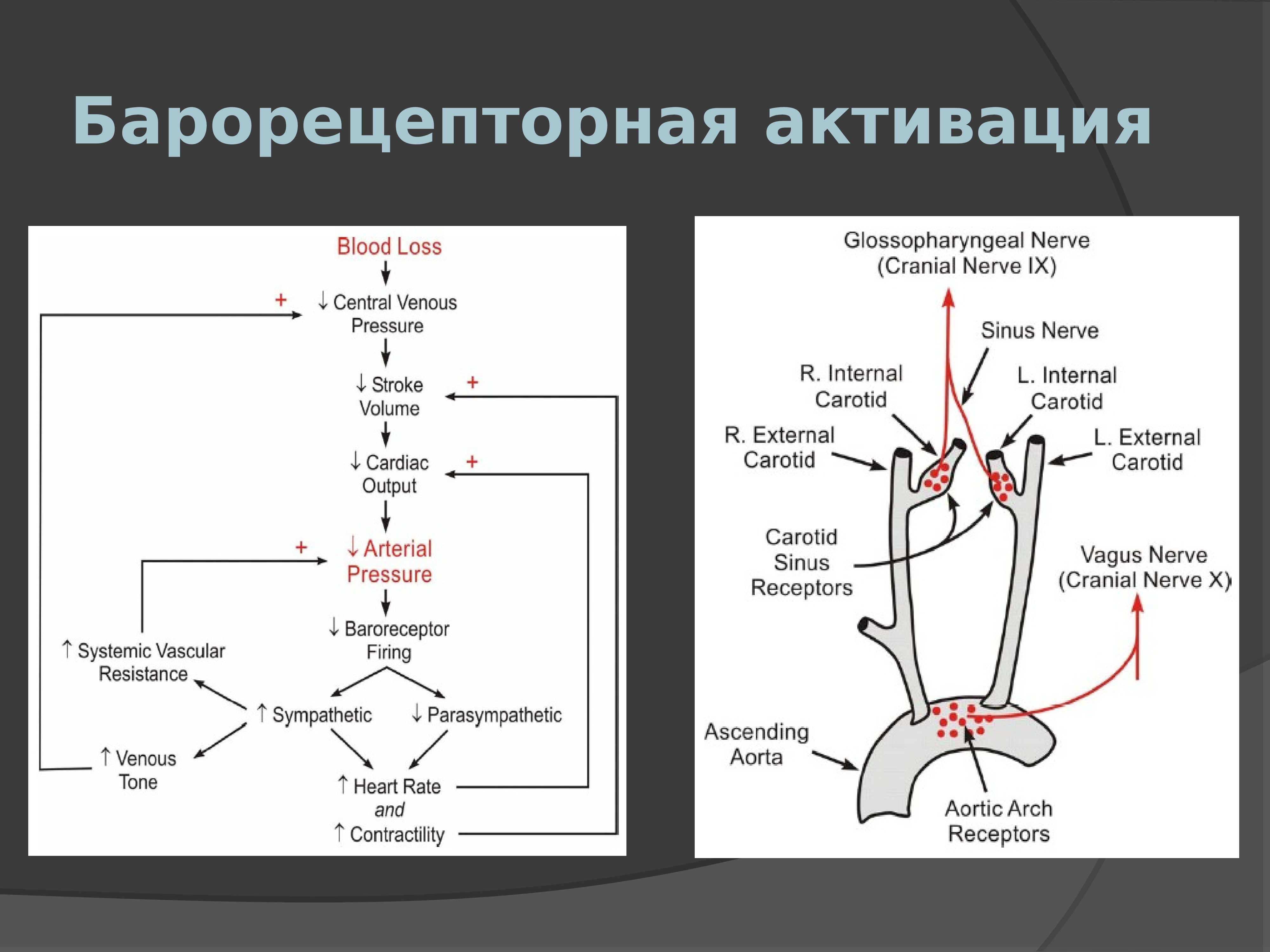 Патофизиология в схемах и таблицах нурмухамбетова