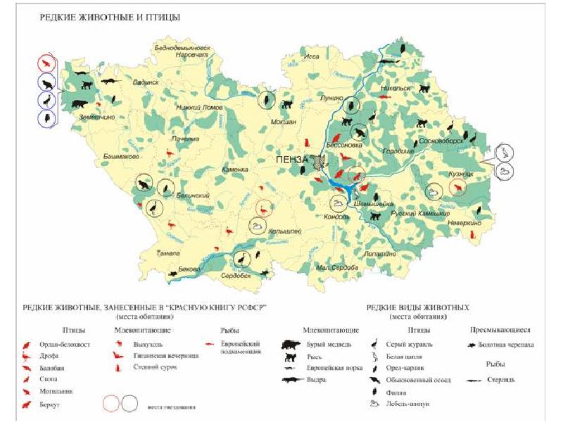 Приволжская лесостепь пензенская область презентация