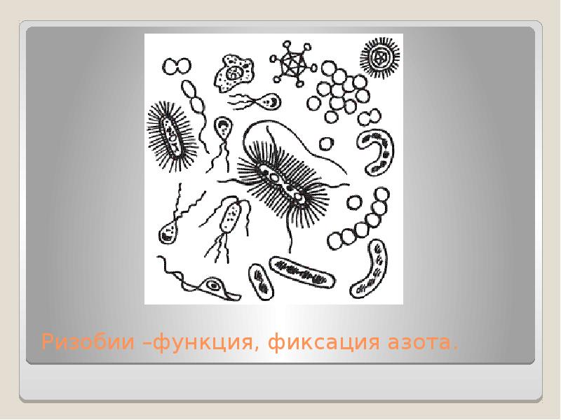 Презентация почвенные микроорганизмы