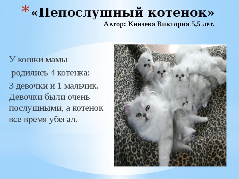 Котенок автор. Непослушные котята. Непослушный котенок стихотворение. Непослушный котёнок стих Автор. Непослушный мой котенок стих.