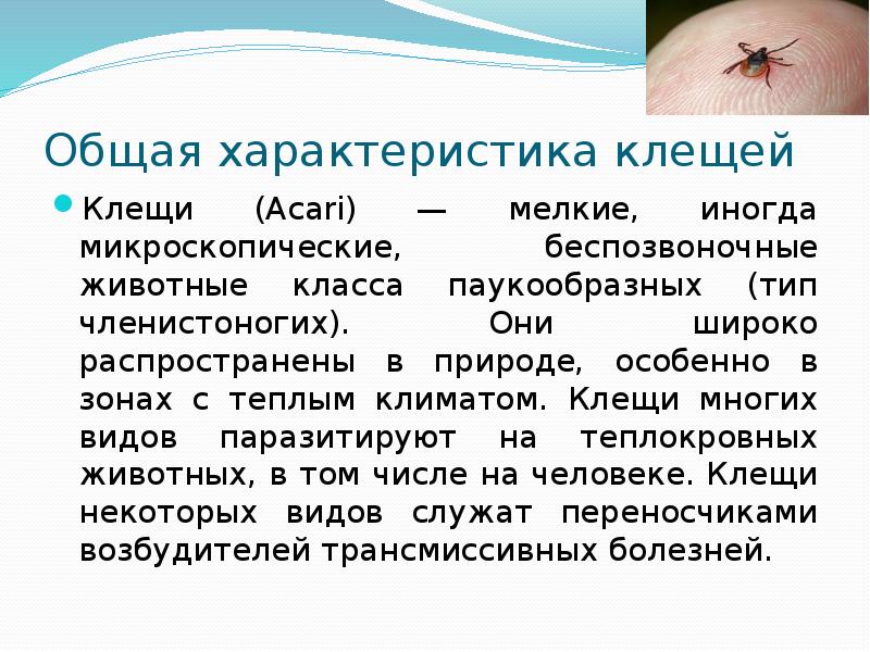 Характеристика клеща