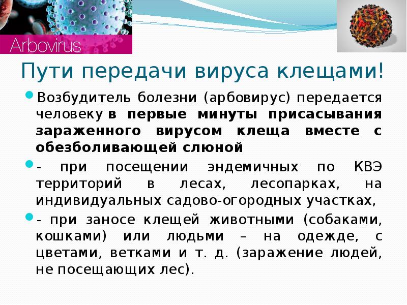 Арбовирусы презентация микробиология