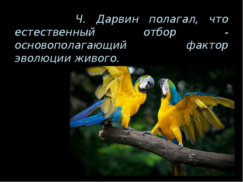 Ч. Дарвин полагал, что естественный отбор - основополагающий фактор эволюции живого.