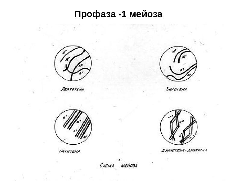 Картинки мейоза 1