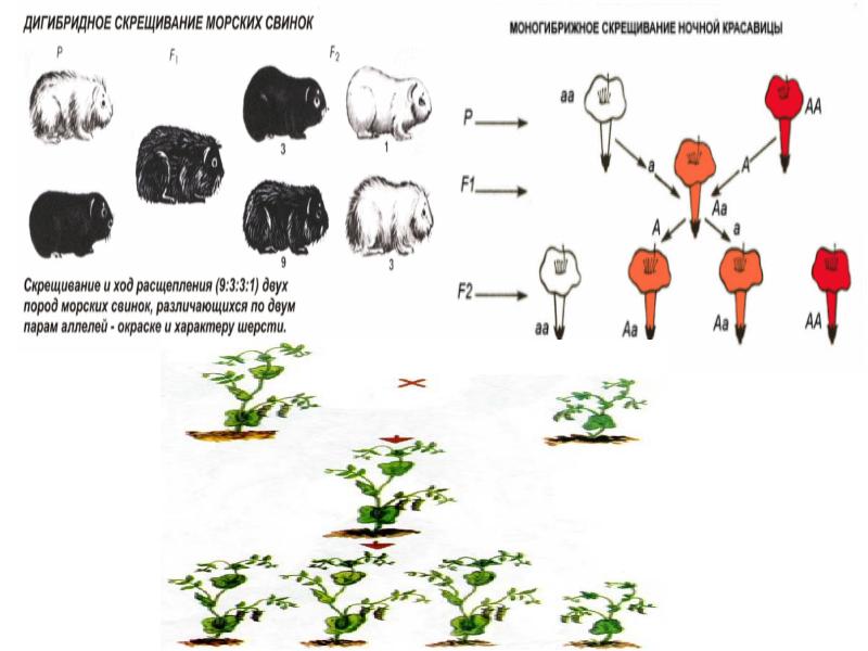 Дигибридное скрещивание схема