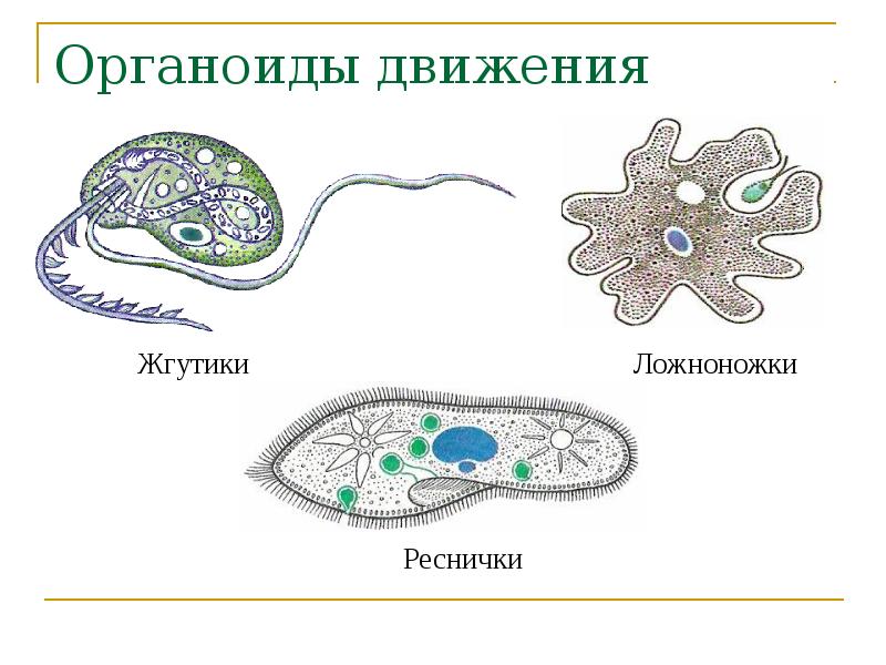 Органоиды движения рисунок