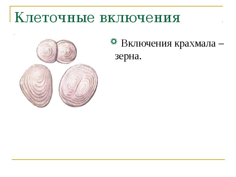 Какой цифрой на рисунке показан органоид содержащий крупные крахмальные зерна