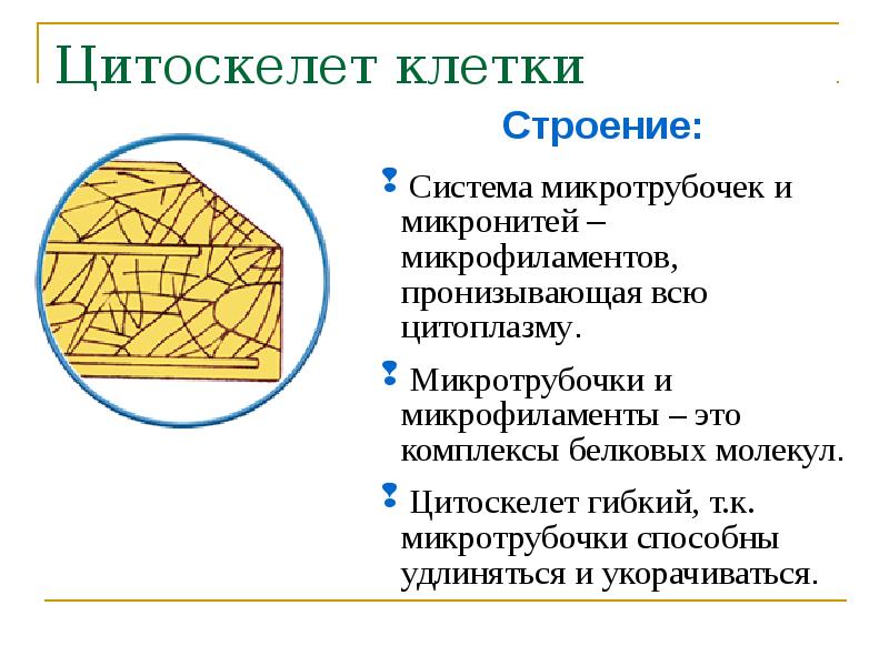 Цитоскелет строение