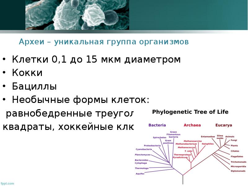 Признаки архей. Археи и архебактерии. Клетка археи. Археи строение клетки. Надцарство археи.