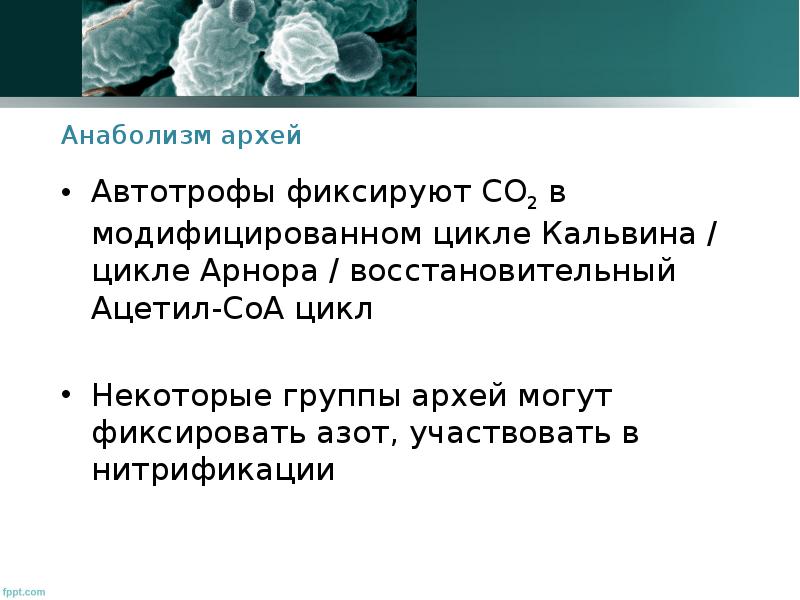 Археи Тип питания. Метаногенные археи. Архей характеристика. Псевдомуреин у Архей.