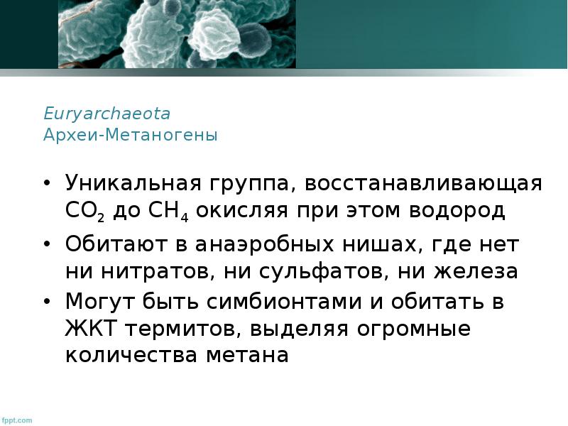 Археи