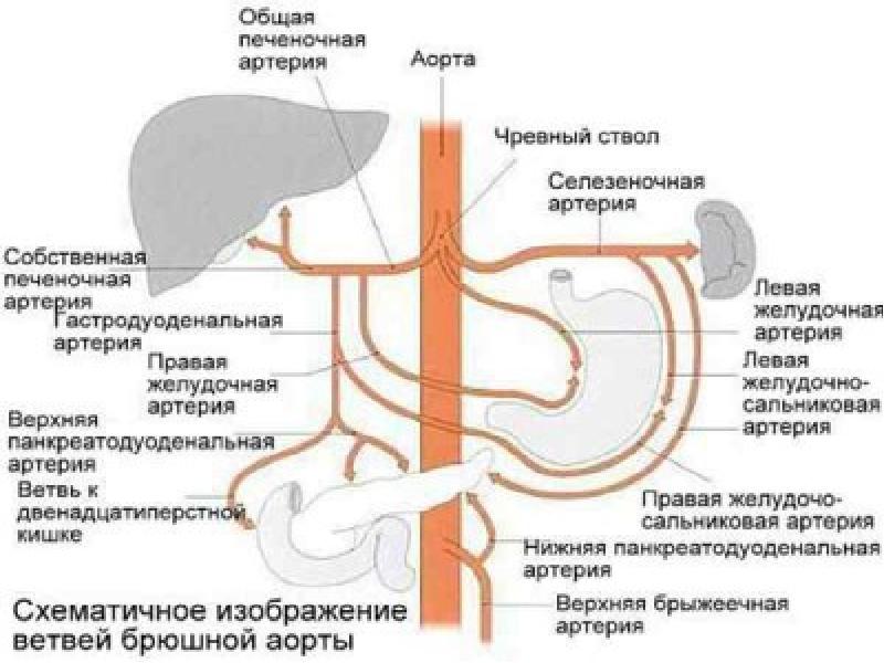 Кровоснабжение органов. Ветви брюшной части аорты схема. Кровоснабжение брюшной полости схема. Ветви общей печеночной артерии. Селезеночная артерия топография.