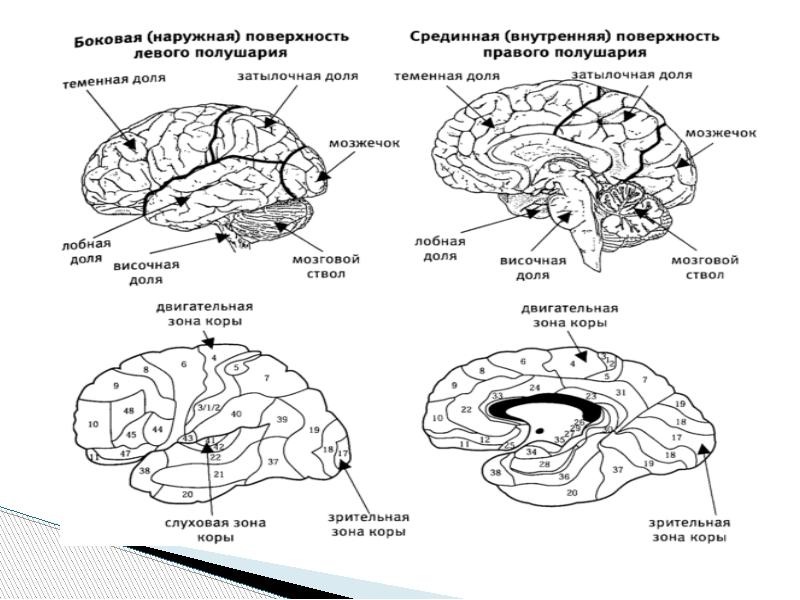 Блоки мозга картинки Happy-laser.ru